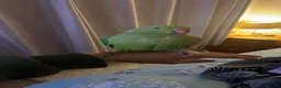 Ringnecks birds for sale: Female green ringneck 10month old  - Advert 2