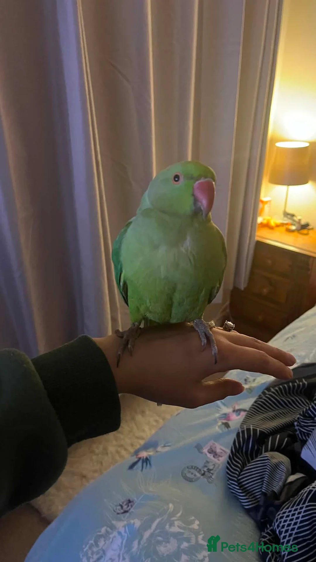 Ringnecks birds for sale: Female green ringneck 10month old  - Advert 2