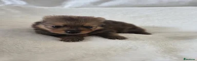 Brown and tan (sable)