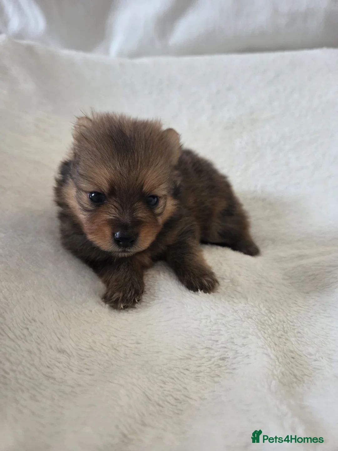 Pomchi dogs for sale:  🤍Prestige Pomchi Puppies🤍 in Halesowen - Advert 8