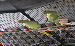 Ringnecks birds for sale: Ring neck parrot - Image 5