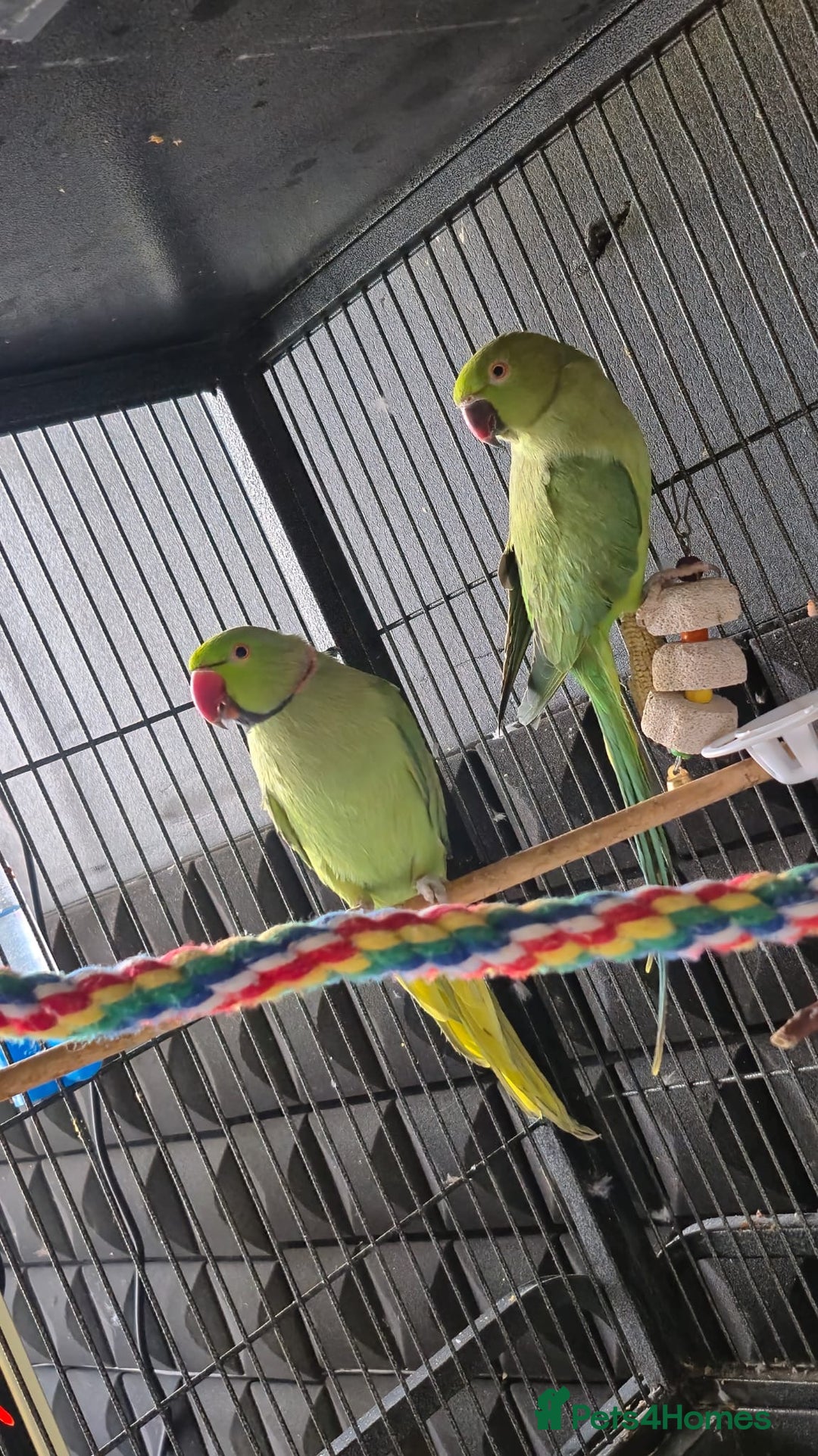 Ringnecks birds for sale: Ring neck parrot - Image 5