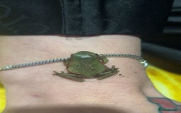 Frog reptiles for sale: White tree froglets  - Advert 1