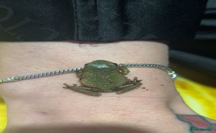 Frog reptiles - Advert 1