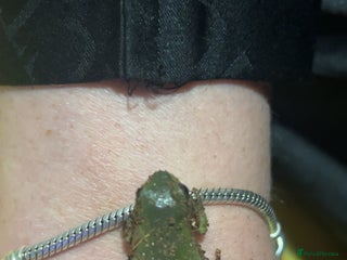 Frog reptiles - Advert 10