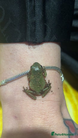 Frog reptiles - Advert 1