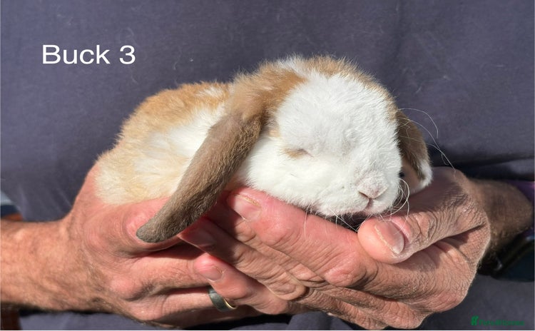 Mini Lop rabbits - Advert 11