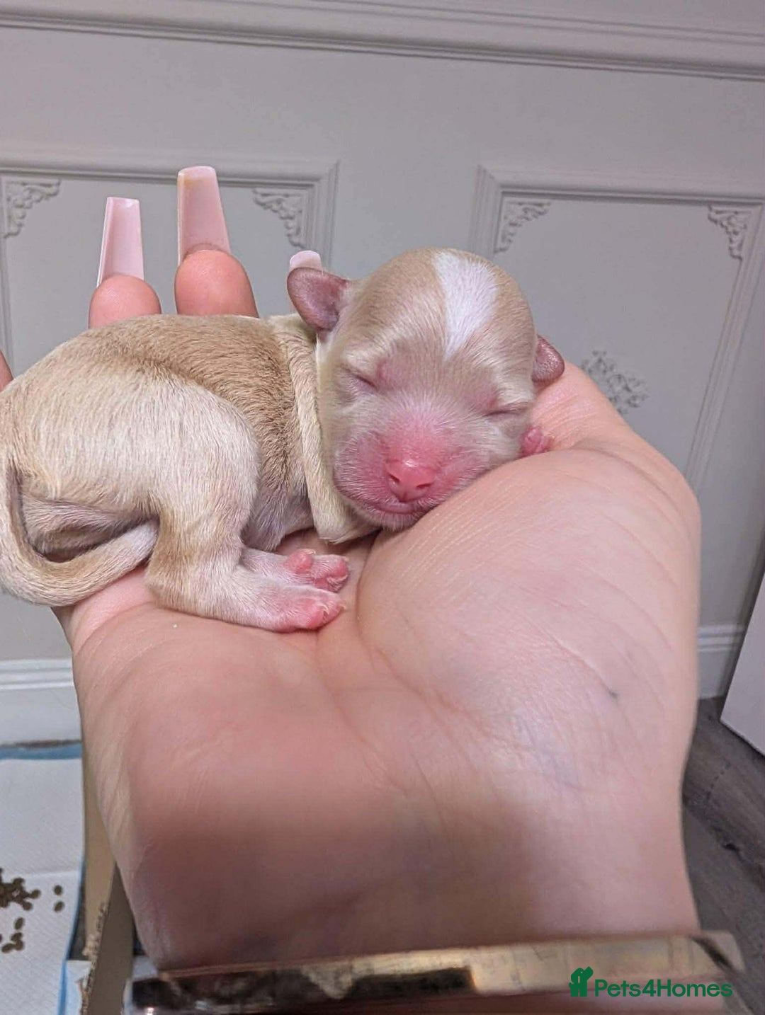 Maltipoo dogs for sale: 💫EXCEPTIONAL LUXURY F1 MALTIPOO PUPPIES🩷🩵🩷 - Advert 8