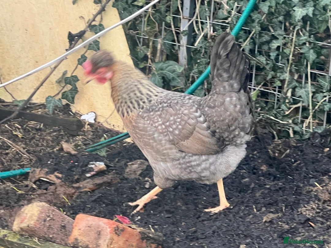 Chickens poultry for sale: Point of lay hens  - Advert 4