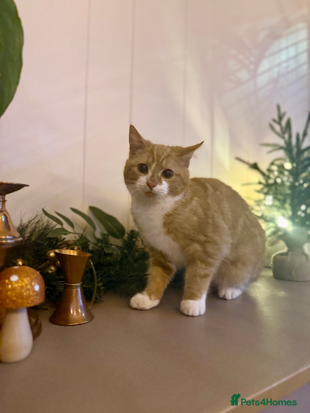 Mixed Breed cats for sale: Three lovely cats looking for home - Advert 6