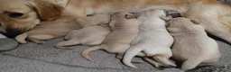 Golden Retriever dogs for sale: PEDIGREE GOLDEN RETRIEVERS  - Advert 8