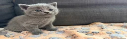 British Shorthair cats for sale: Pedigree British Shorthair Kittens – Ready May - Advert 25