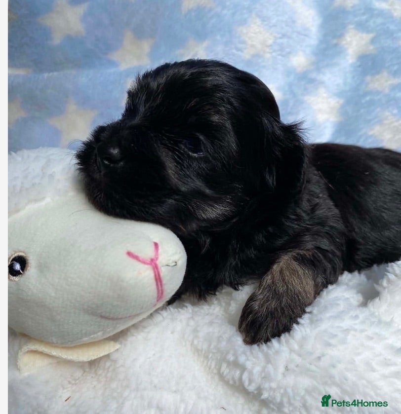 Maltipoo dogs F1 Maltipoo boy  - Advert 6