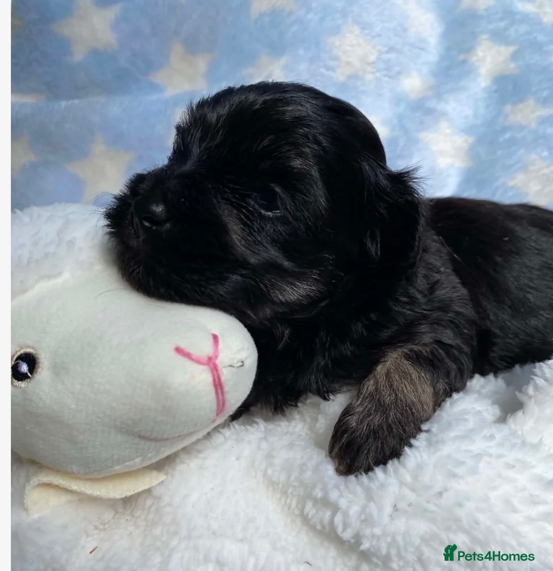 Maltipoo dogs for sale: F1 Maltipoo boy  - Advert 1