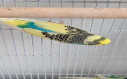 Budgerigars birds for sale: Fully tamed 4 budgies with Cage, accessories,food - Image 32