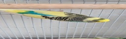 Budgerigars birds for sale: Fully tamed 4 budgies with Cages, accessories,food - Advert 32