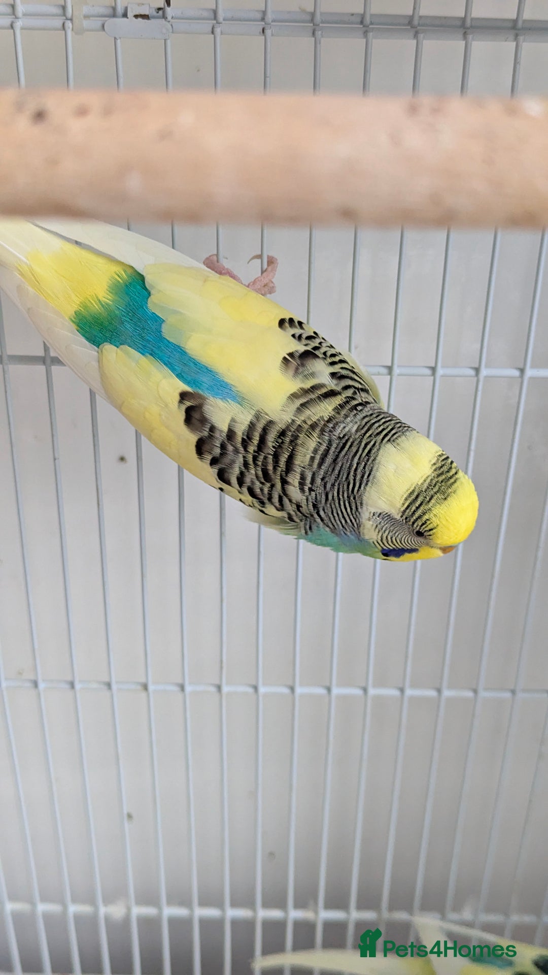 Budgerigars birds for sale: Fully tamed 4 budgies with Cage, accessories,food - Image 32
