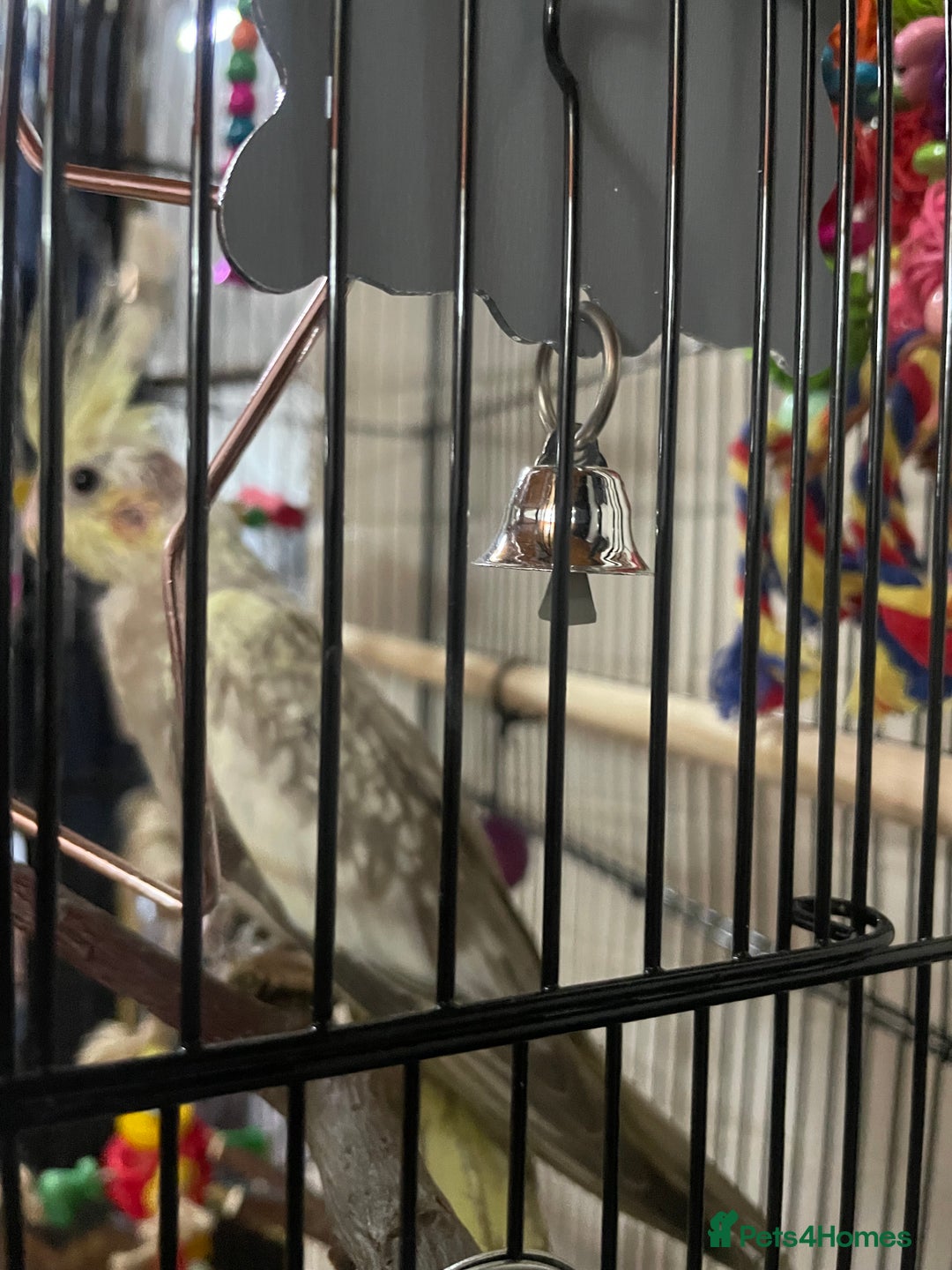 Cockatiels birds for sale: Baby pearl cockatiel hand tame and friendly  - Advert 18
