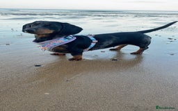 Dachshund dogs for sale: Daschund  - Image 17