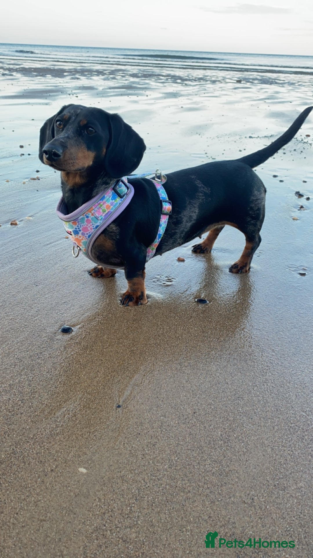 Dachshund dogs for sale: Daschund  - Image 17