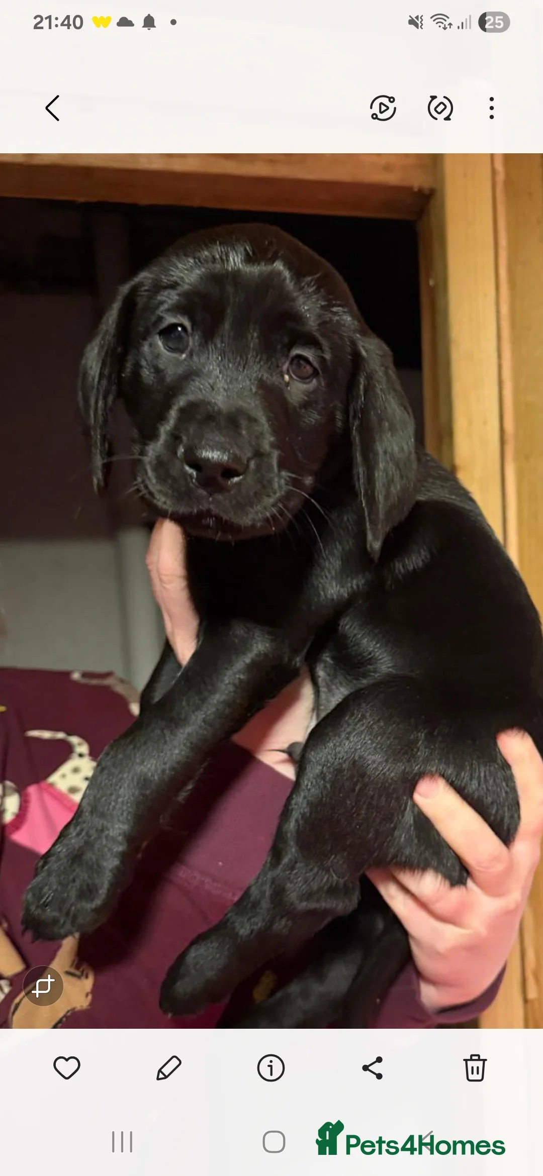Labrador Retriever dogs for sale: Beautiful black lab  - Advert 1