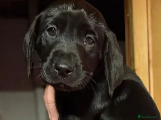 Labrador Retriever dogs Beautiful black lab - Advert 1