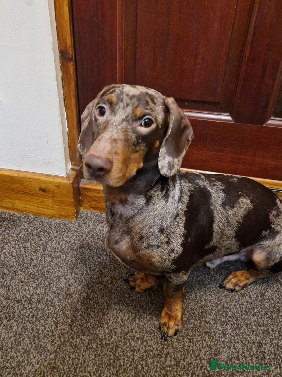 Dachshund dogs for stud: Stud  in Glasgow - Advert 13