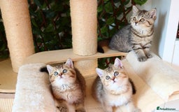 Scottish Fold cats for sale: Ready TICA reg stunning kittens available  - Image 26
