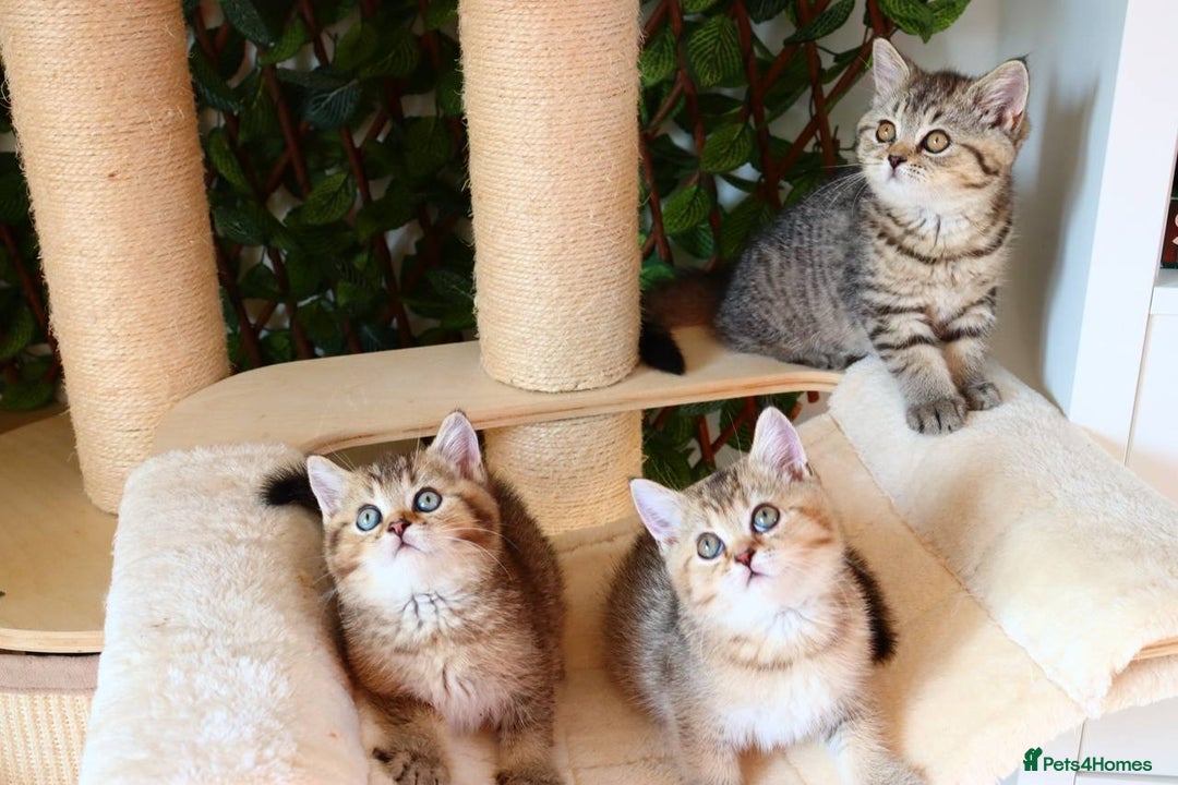 Scottish Fold cats for sale: Ready TICA reg stunning kittens available  - Image 26