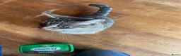 Mixed Breed cats for sale: Female Cat For Sale in New Malden - Advert 8