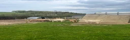 Goats livestock for sale: 3 golden guernsey cross girls in Pencader - Advert 6