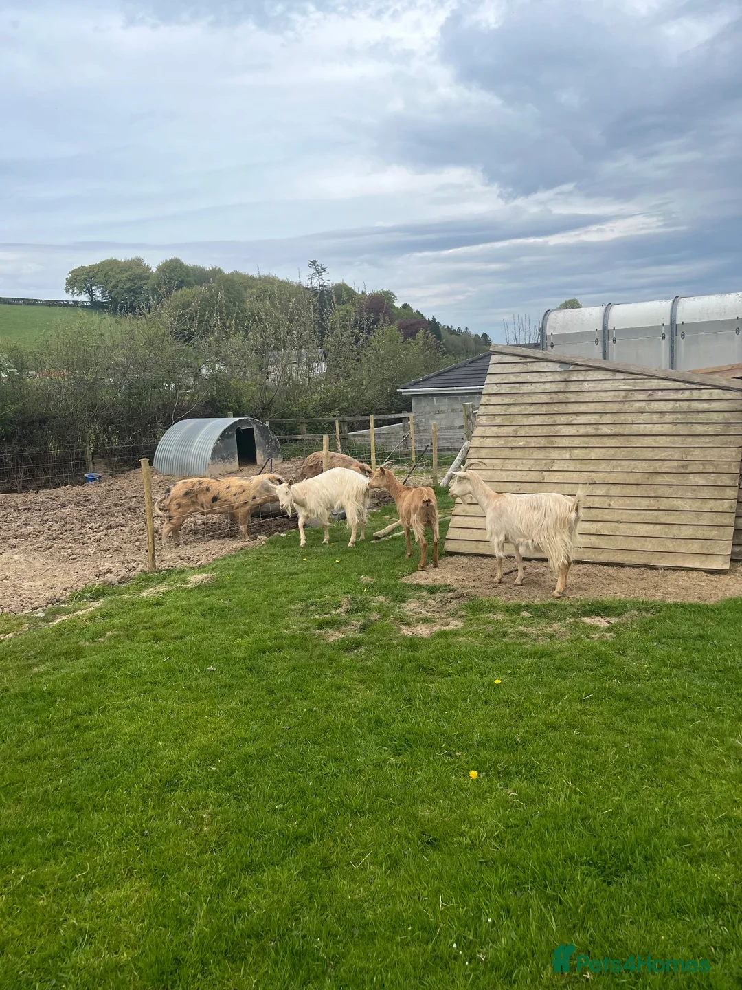 Goats livestock for sale: 3 golden guernsey cross girls in Pencader - Advert 6