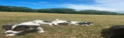 Jack Russell dogs for sale: Gorgeous Jack Russell Puppies  - Advert 13