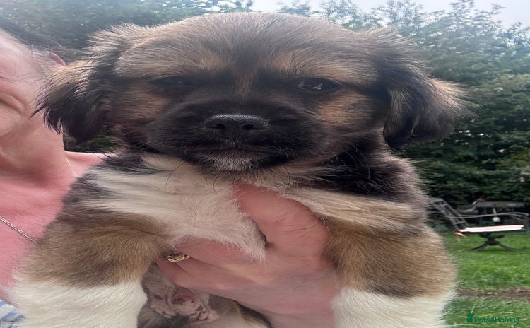 Mixed Breed dogs - Advert 10