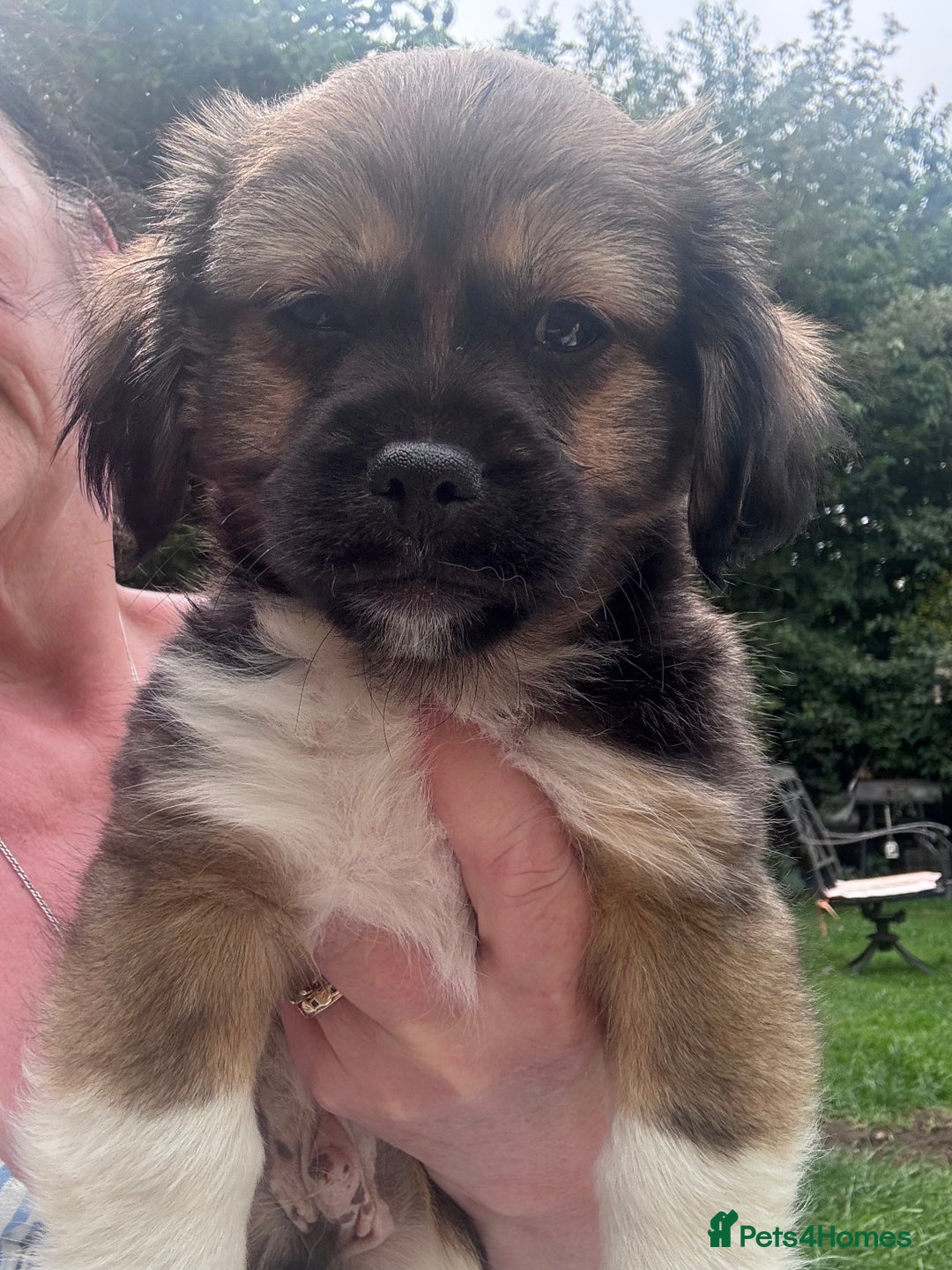 Mixed Breed dogs for sale: Beautiful Dachshund x Pekingese  - Image 1