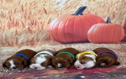 Cavalier King Charles Spaniel dogs for sale: ⭐️Kc dna, heart tested cavalier babys⭐️ - Image 2