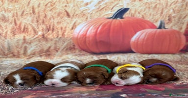 Cavalier King Charles Spaniel dogs - Advert 3