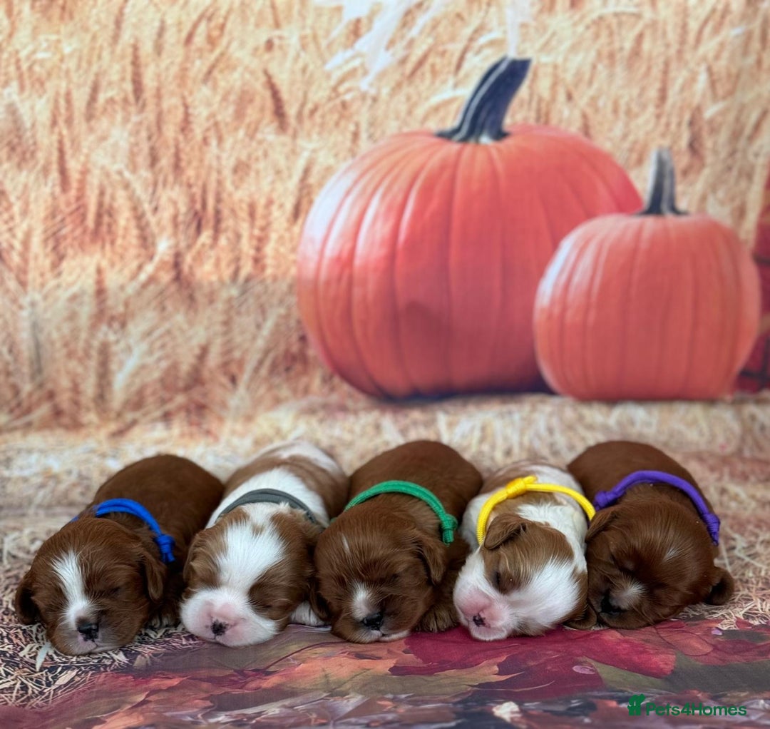 Cavalier King Charles Spaniel dogs for sale: ⭐️Kc dna, heart tested cavalier babys⭐️ - Image 2