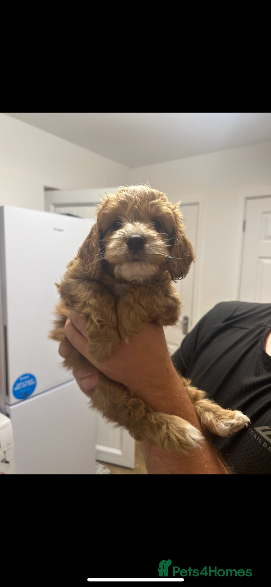 Cockapoo dogs for sale: Cockapoo puppy  - Image 3