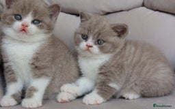 British Shorthair cats for sale: Wonderful last baby British shorthair girl  - Image 6