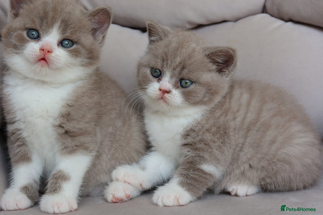 British Shorthair cats for sale: Wonderful last baby British shorthair girl  - Image 6
