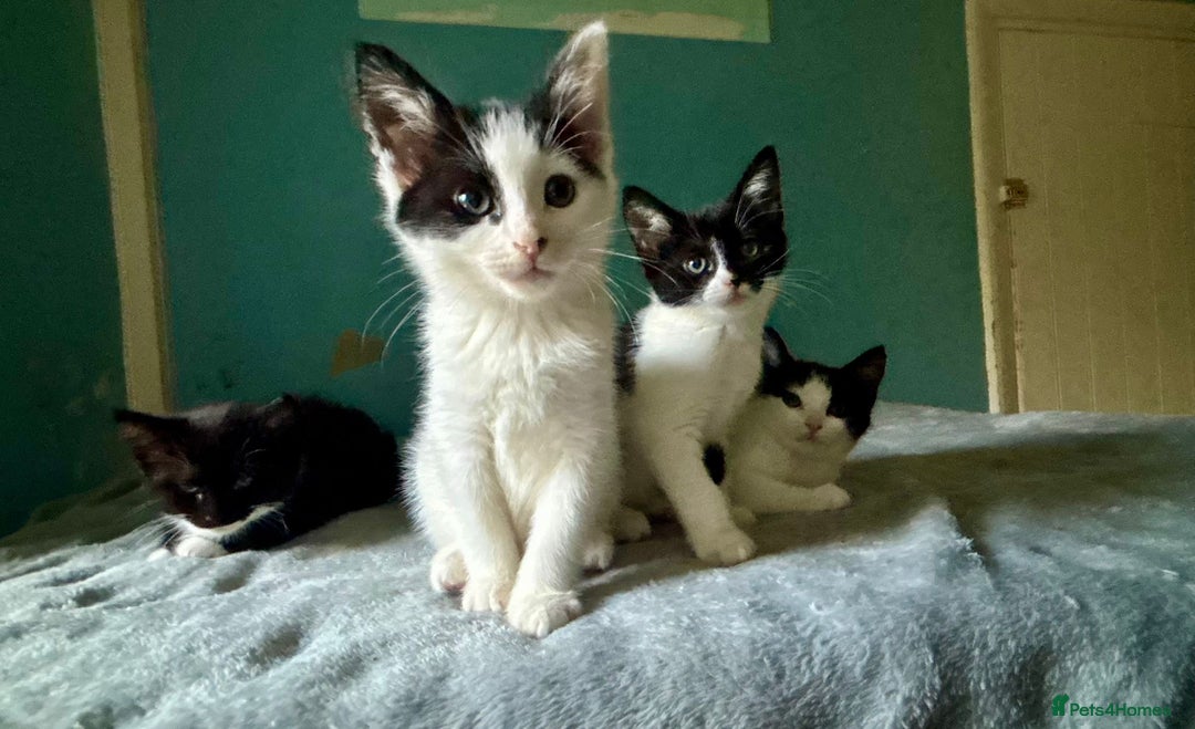 Domestic Shorthair cats for adoption: Adorable Kittens -Adopt from CatsInCrisis East Ldn - Image 4