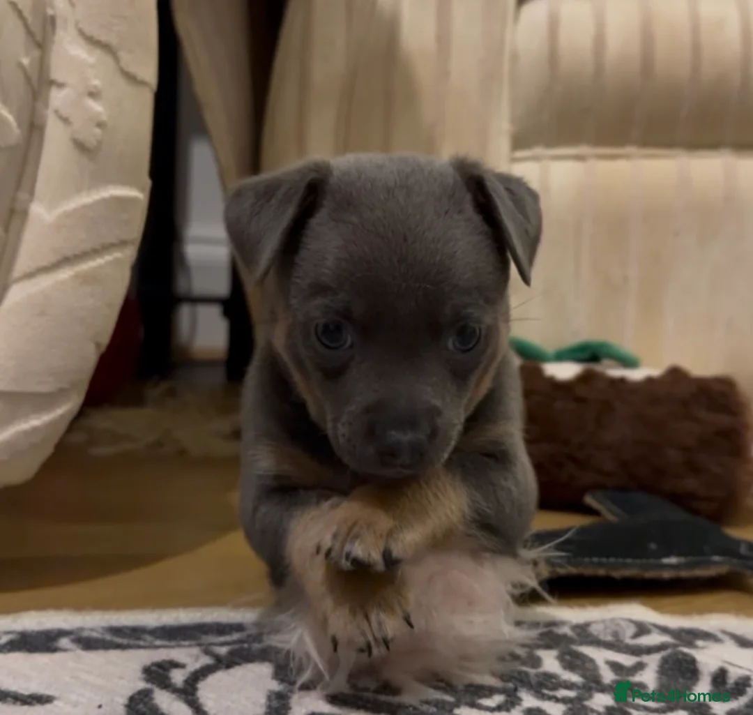 Jack Russell dogs for sale: Stunning blue and blue tri JRT pups - Advert 35