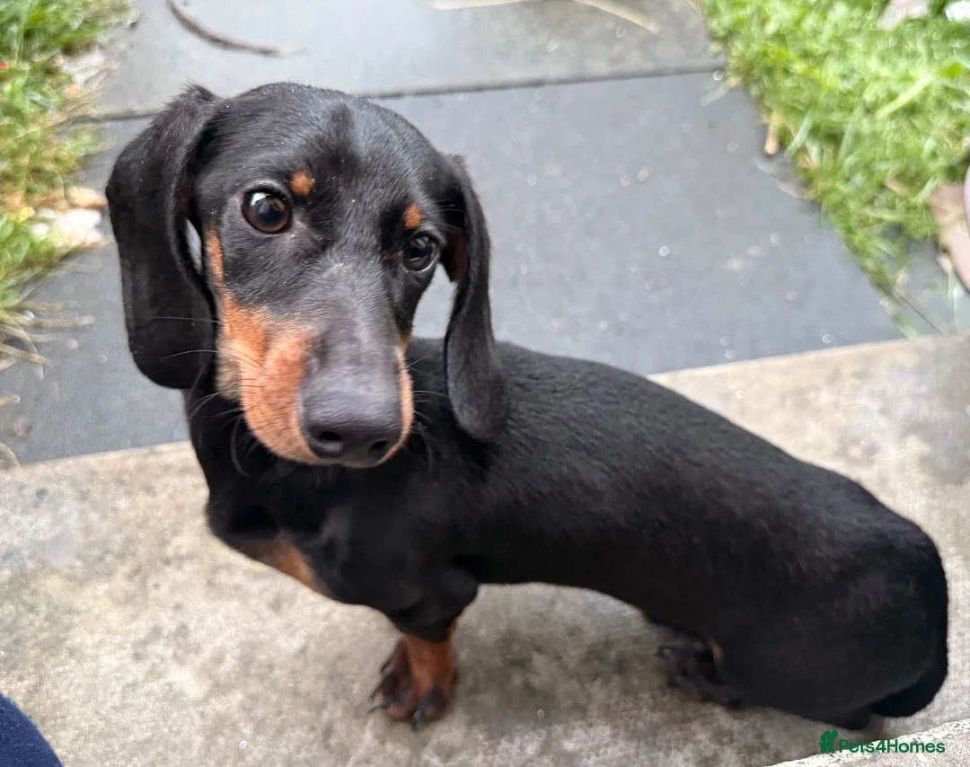 Miniature Dachshund dogs for sale: Miniature Daschund male 7 months old  - Advert 2