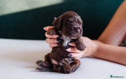 Cocker Spaniel dogs for sale: ✨ Showline Cocker Spaniel puppies for sale ✨ - Image 3