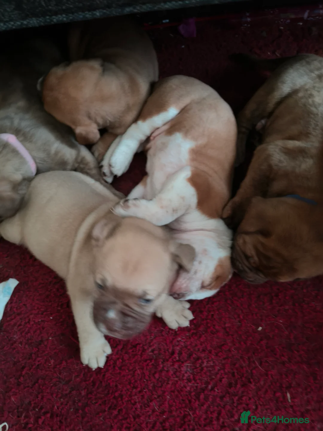 Mixed Breed dogs for sale: Dogue de bordeaux cross old time english bulldog in Newcastle upon Tyne - Advert 9