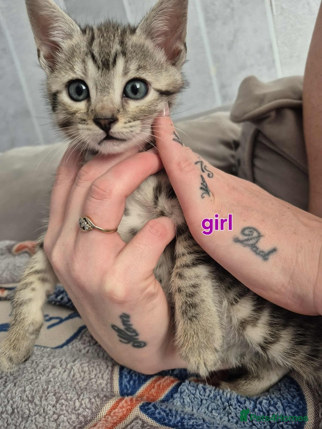 Mixed Breed cats for sale: Mixed bengal kittens  - Image 18