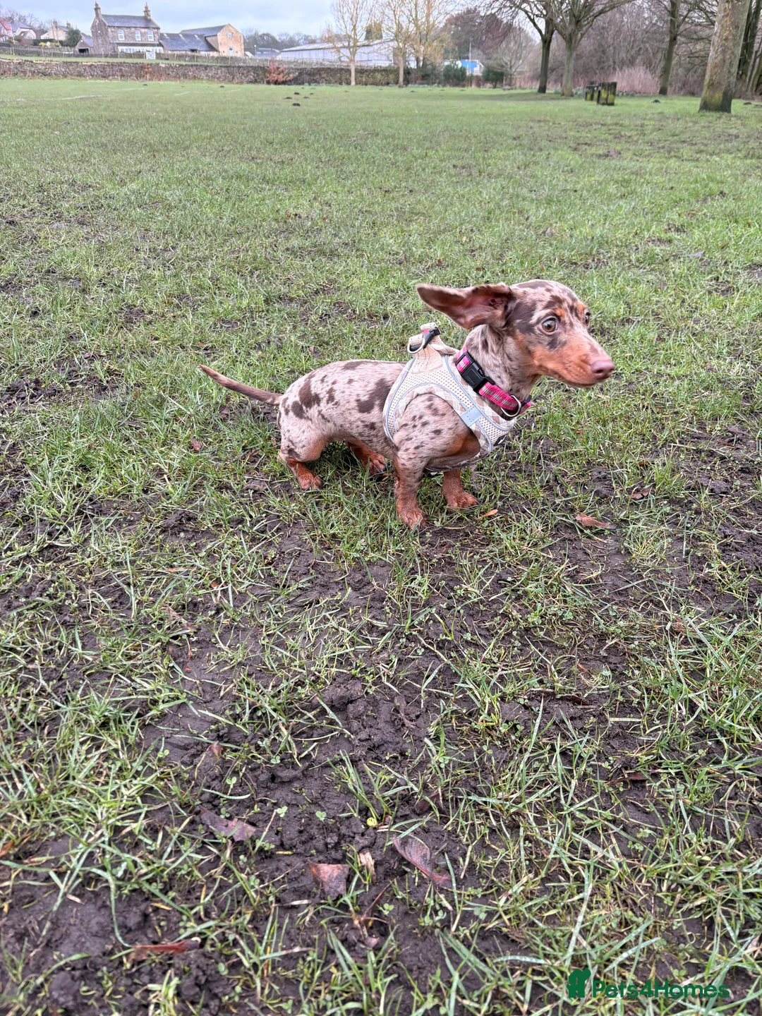 Miniature Dachshund dogs for sale: Miniature Dachshund - Isabelle dapple  in Bingley - Advert 3