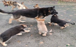 German Shepherd dogs for sale: German Shepherd Puppies - Advert 4