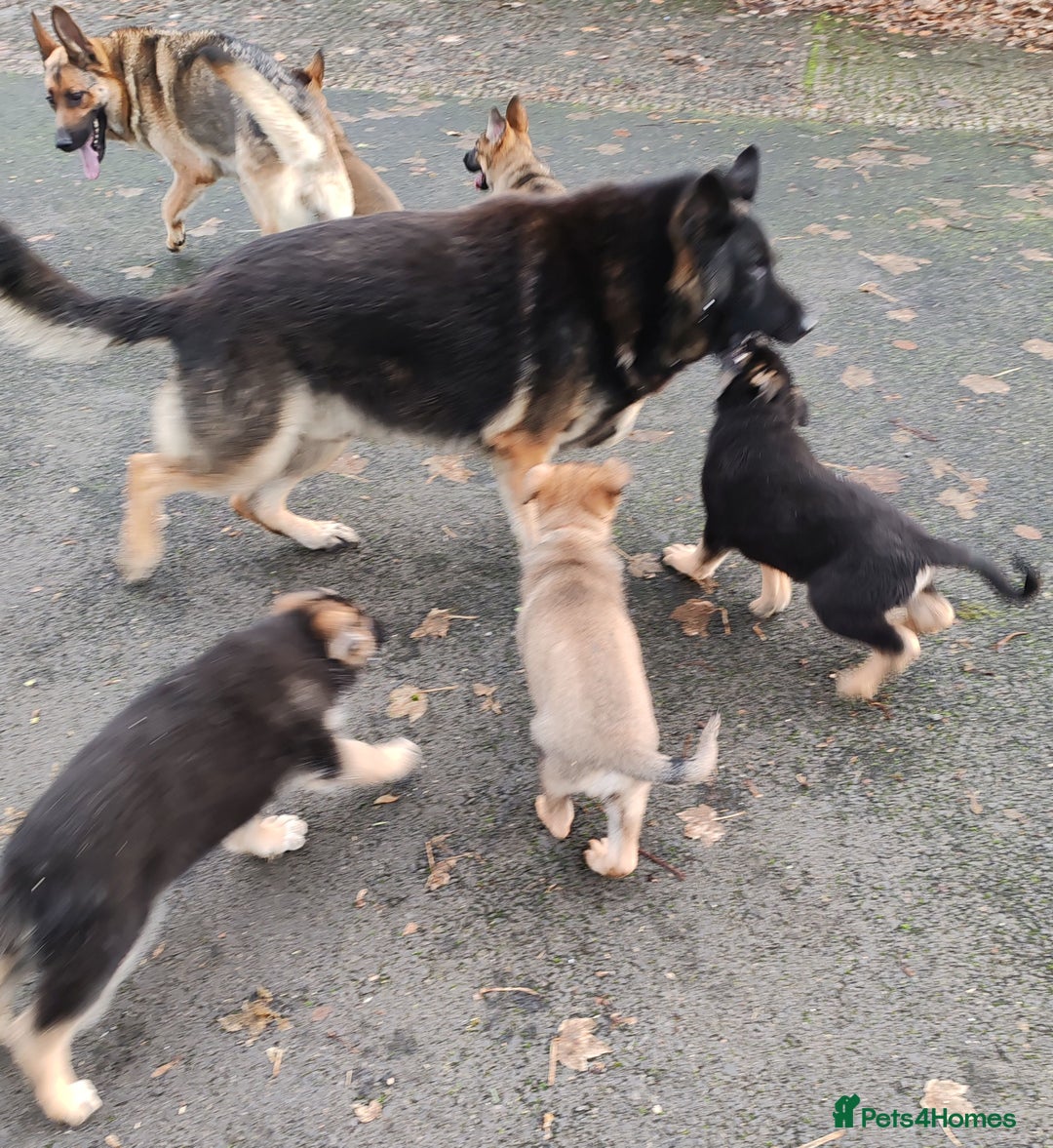 German Shepherd dogs for sale: German Shepherd Puppies - Advert 4